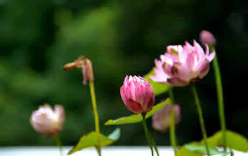 南京開發(fā)區(qū)投巨資提升環(huán)境質(zhì)量